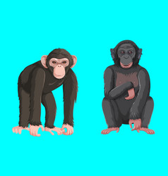 Different Types Of Great Apes