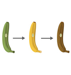 Stages Banana Ripening