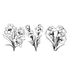 Gladiolus Flower Pencil Art