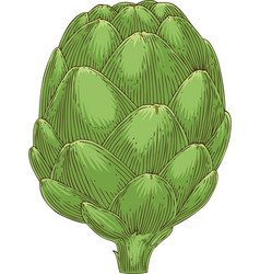 Whole Green Globe Artichoke