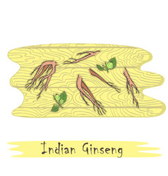 Parts Indian Ginseng Herb On Cutting Board