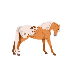 Spotted Horse Of Appaloosa Breed Stallion Doing