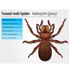 Australian Funnel-web Spider