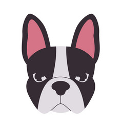 Head Boston Terrier Dog Black And White Color