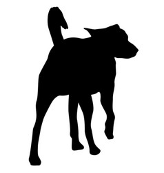 Labrador Dog Black Silhouette On White Background