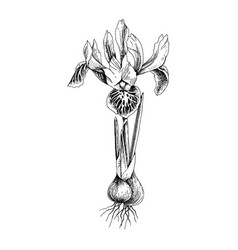 Hand Drawn Spring Dwarf Iris Flower