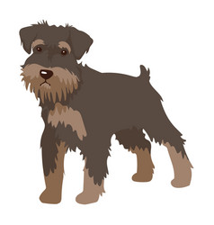 Schnauzer Dog Mascot Domestic