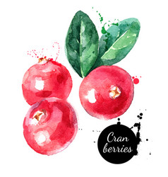 Hand Drawn Watercolor Painting Cranberries