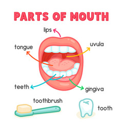 Parts Of Mouth Diagram Chart In Science Subject