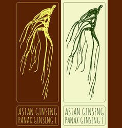 Drawing Asian Ginseng Hand Drawn