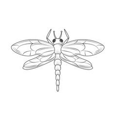 Dragonfly Insect Animal