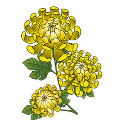 Vintage Of Yellow Chrysanthemum Flower