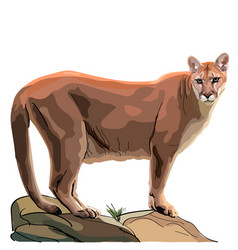 Realistic Cougar Who Stands On A Rock