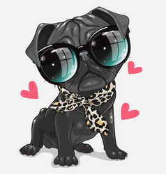 Black Pug Dog With Glasses And Scarf