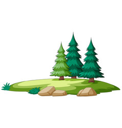 Pine Trees With Rocks And Grass