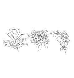 One Single Line Drawing Of Rose Peony Flowers