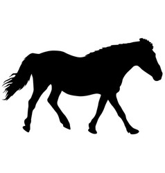 Silhouette Of Black Mustang Horse