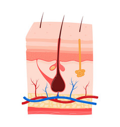 Detailed Cross-section Of Human Skin Layers Shows