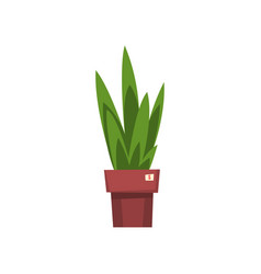 Green Home Decorative Plant Unnecessary Thing