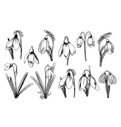 Snowdrop Flower Graphic