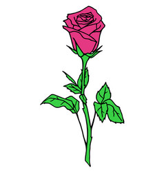 Drawing Rose Branch With Pink Flower And Leaves