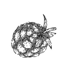 Raw Blackberry Sketch Hand Drawn