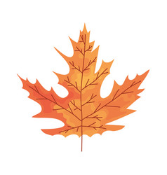 Autumn Maple Leaf