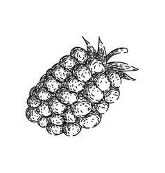 Organic Blackberry Sketch Hand Drawn