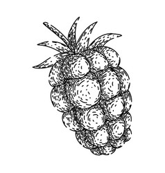 Ripe Blackberry Sketch Hand Drawn