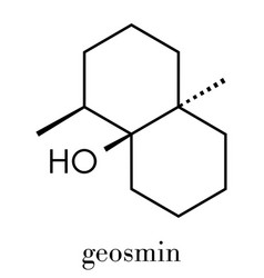 Geosmin Earthy Flavor Molecule Responsible