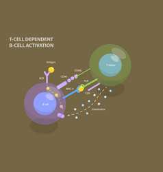 3d Isometric Flat Of T-cell