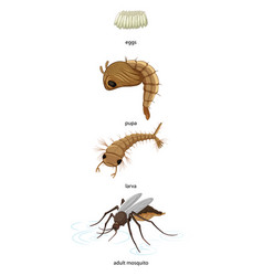 Mosquito Life Cycle On White Background