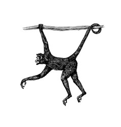 Spider Monkey Or Southern Muriqui Hanging