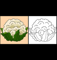 Cauliflower Vegetable Coloring Page