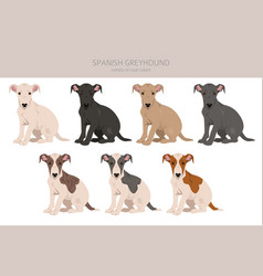 Spanish Greyhound Puppies Clipart All Coat Colors