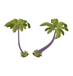 Isometric Set Palms With Large Green Leaves