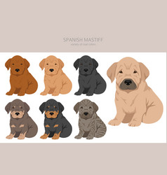 Spanish Mastiff Puppies Coat Colors Different