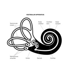 Vestibular Apparatus Anatomy