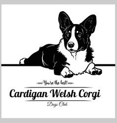 Cardigan Welsh Corgi Dog