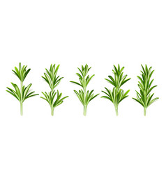 Rosemary Herb Isolated Stems With Green Leaves