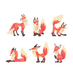 Set Of Fox In Different Poses Red Wild Forest