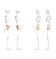 Skeleton Pelvis Hip Bone Human Side Lateral View