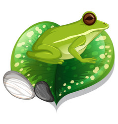 A Green Frog On Leaf Isolated