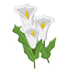 Isolated Of White Calla Flower