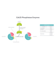 Cdc25 Phosphatase