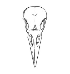 Crow Skull Sketch Halloween For Spooky