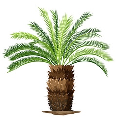 A Topview Of Sago Palm Plant