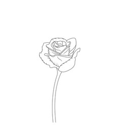 Flower Coloring Page Hand Drawing Line Art