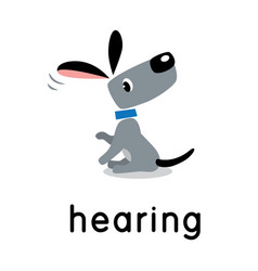 A Dog Is Hearing One Of Five Senses Hearing