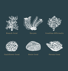 Collection of hand drawn ocean plants and Vector Image